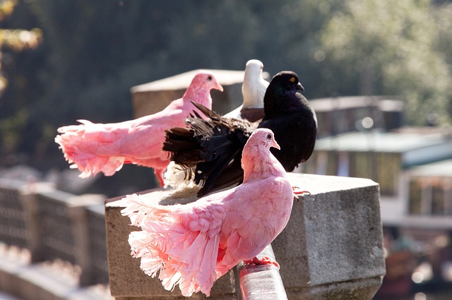 心理與戰術 心理與戰術